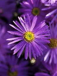 Beautiful Aster Flower Purple Flowers Easy To Grow Flowers