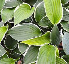 Nurseries with hosta near ann arbor?, cheryl nelson. Hosta Calloway S Nursery