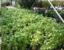 Image Result For Garden Centers And Nurseries Around Me Find Garden Centers And Nurseries Near You Enter Your Z Garden Center Organic Gardening Family Garden
