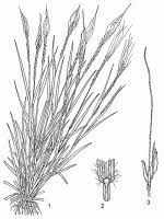 Image result for Heteropogon