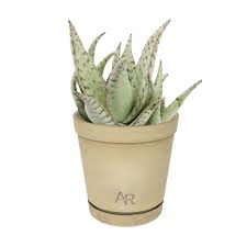 Image result for Aloe cannellii