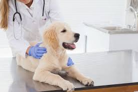 Every paw pet insurance reviews uk. Best Pet Insurance Companies For July 2021 Top Consumer Reviews