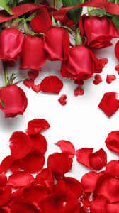 Find the perfect rose picture from over 40,000 of the best rose images. 30 Red Rose Iphone Wallpapers Wallpaperboat