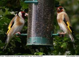 Common trees for this are similar to dogwoods or fruit trees. 7 Tips To Attract Goldfinches To Your Garden Uk Safari