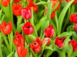 Tulip Flower Background Free Images Photo Flower Backgrounds Tulips Flowers Red Tulips