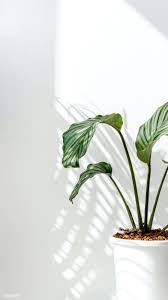 Calathea Orbifolia By A White Wall Premium Image By Rawpixel Com Jira In 2020 Calathea Orbifolia Simple Background Images Minimalist Photography