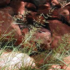 Image result for Agrostis taylorii