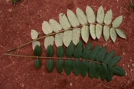 Image result for Polyscias fulva