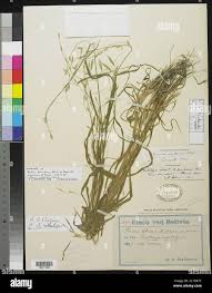 Image result for Dignathia gracilis