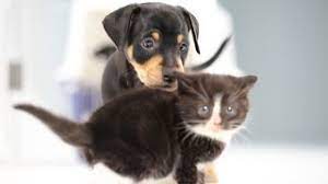 Have a look at some of the amazing and cute pictures of puppies and kittens that will surely melt your heart. Kittens Meet Puppies For The First Time Youtube