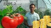 Sfaturi Practice Pentru O Cultura Profitabila De Tomate In Camp Deschis Partea 1 Youtube