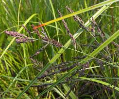 Image result for Panicum monticola