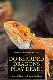 Do Bearded Dragons Play Dead How To React Bearded Dragon Tank
