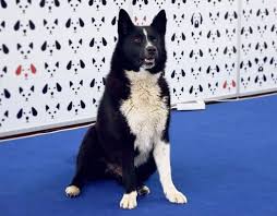 Image result for karelský medvědí pes