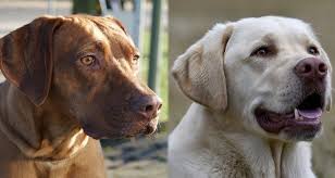 This dog breed is a cross between a pitbull and a rhodesian ridgeback. Rhodesian Labrador Lab Rhodesian Ridgeback Mix Info Pics Doggie Designer