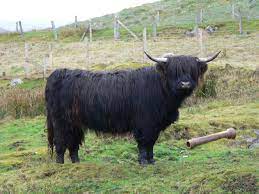 About Animals Highland Cattle