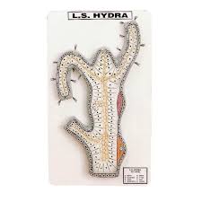 This is the site for you. Hydra L S Model Medilab Exports Consortium