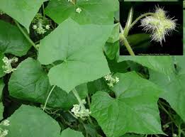 Image result for Rhynchosia luteola