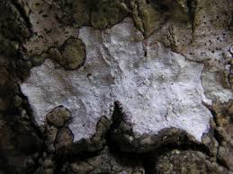 Image result for Agelaea