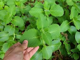 Image result for Coleus amboinicus