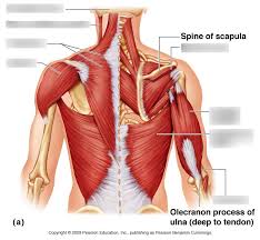 Some of the links in the post above are affiliate links.. Back Muscle Diagram Quizlet