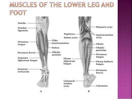 Patellar tendon pain is a common injury to the knee, and today i want to share how this problem occurs, how to know if this is really tendinopathy and the. Sport Injuries Ankle And Lower Leg Injuries