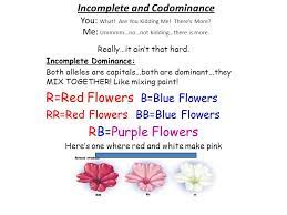 Check spelling or type a new query. R Red Flowers B Blue Flowers Rb Purple Flowers Ppt Video Online Download