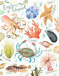 Explore A Tidepool Ocean Chart Watercolor Wall Art