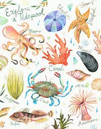 explore a tidepool ocean chart watercolor wall art