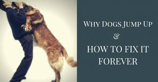 This will prevent jumping while they are learning proper behavior. Stop Dogs From Jumping Up For Good Thedogtrainingsecret Com Thedogtrainingsecret Com