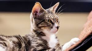 Stop by for a visit or stop by for adoptions. It S Adopt A Cat Month Cat Cafes Are Coming To Downtown Orlando Sanford Orlando Sentinel