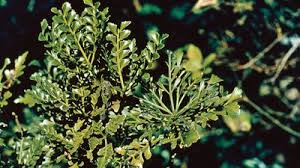 Image result for Phyllocladus