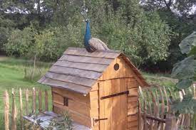 46 ergebnisse für pfau garten. Pfauen Halten