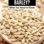Can Dogs Eat Barley What To Know About Dogs And Barley