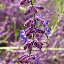 Check spelling or type a new query. Perovskia Blue Spire