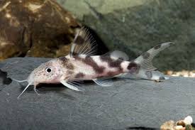 Black And White Striped Fish Florida Synodontis Decorus Catfish Florida Med Synodontis Decora Fish Freshwater Aquarium Fish Aquarium Fish
