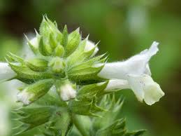 Image result for Stachys pseudonigricans