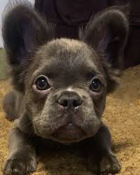 Dna pending for blue, cream. Walk Like An Egyptian Longhairdontcare Fluffyfrenchie Fluffybaby Fluffydog Fluffy N Adorable Fluffybluefrenchie F Bulldog Puppies Puppies Fluffy Dogs