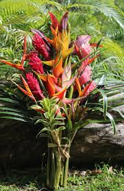 Plumeria do best in full sun with at least a half day's sun exposure to bloom properly. Home Page Tropical Flowers Bouquets Of Hawaii