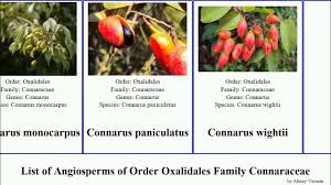 Image result for Connaraceae