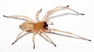 Animais interessantes, as aranhas são grande produtoras de seda. 10 Aranhas Mais Venenosas Do Mundo Fciencias