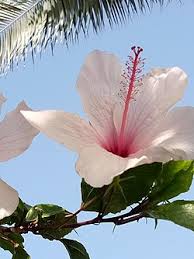 Image result for Hibiscus rhabdotospermus