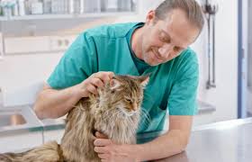 A cat's heart murmur may also be linked to extracardiac conditions or conditions outside the heart. Understanding Cat Heart Murmurs Lovetoknow