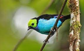 طائر تناجر الجنة تانغارا animals beautiful birds wild birds