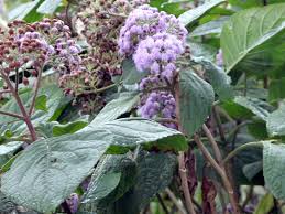 Image result for Bartlettina