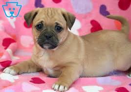 Toby Jug Puppy For Sale Keystone Puppies