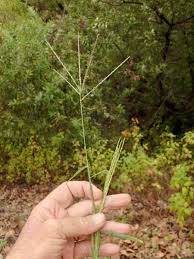 Image result for Digitaria setifolia