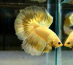 Gorgeous Metallic Gold Butterfly Halfmoon Male Betta Betta Betta Fish Types Betta Fish