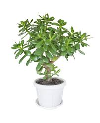 Check spelling or type a new query. Jade Plant Care Choosing The Right Pot And Soil Succulent Care Repotme