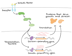 Some proteins need to leave the cell. Expression Of Genes Biology For Majors I